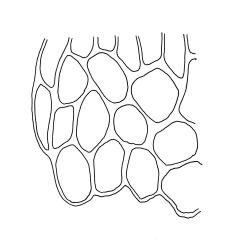 Daltonia splachnoides, undifferentiated alar cells. Drawn from A.J. Fife 7144, CHR 406014.
 Image: R.C. Wagstaff © Landcare Research 2017 